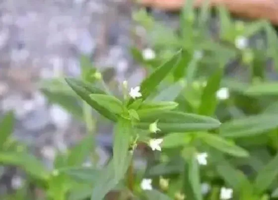 植物百科|白花蛇舌草又叫什么名字