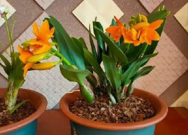 植物移栽|上盆时间与养护方法