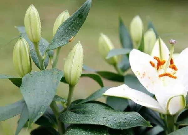 养殖科普|百合兰开花后怎么处理