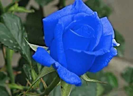 花语|蓝色妖姬的花语和寓意 代表什么象征意义