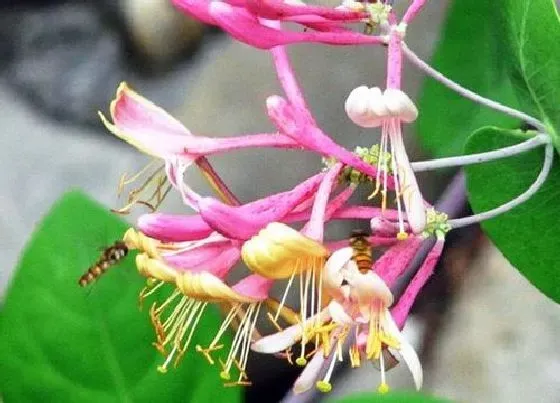 种植位置|金银花可以种在院子里吗