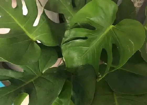 冬天植物|龟背竹抗冻吗