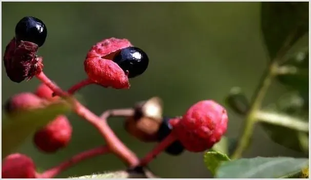 花椒树的扦插种植方法介绍 | 自然知识