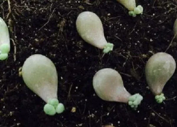 养殖方法|叶插多肉植物怎么养才能活（怎么养护长得好又长得快）