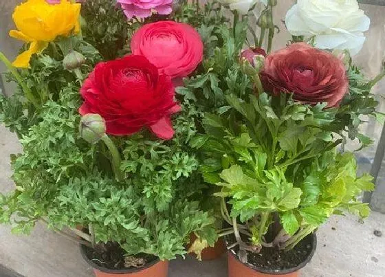 开花时间|芹叶牡丹一年开几次花
