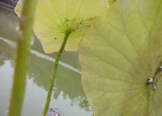 植物虫害|荷花长虫子怎么办