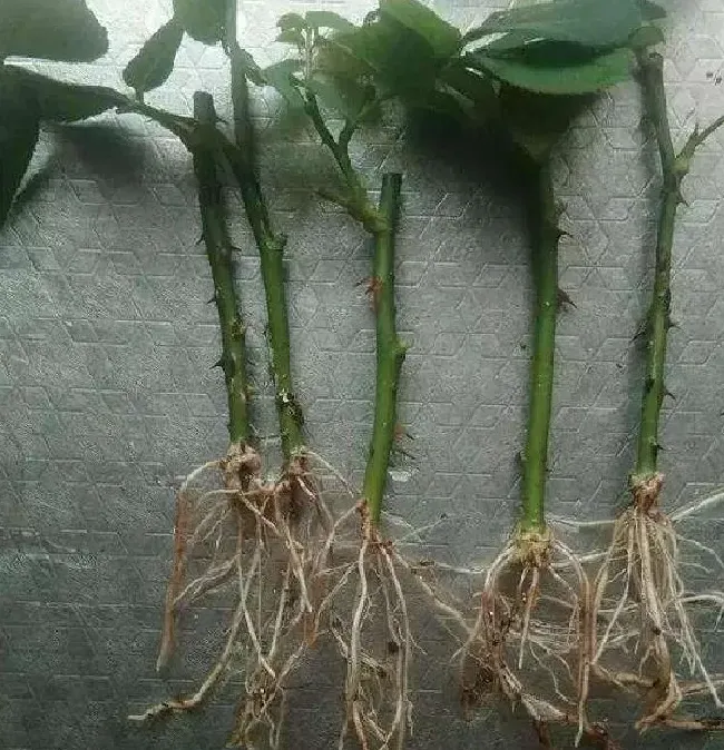 植物扦插|月季花可以插枝成活吗（月季花几月份扦插最容易成活）