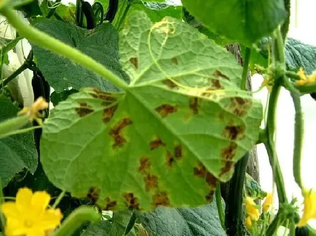植物病害|黄瓜霜霉病防治小妙招（大棚黄瓜霜霉病造成症状与根治施）
