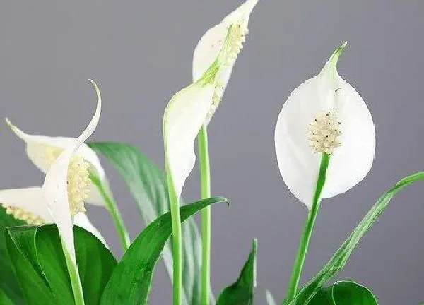 养殖科普|白掌开花后怎么处理