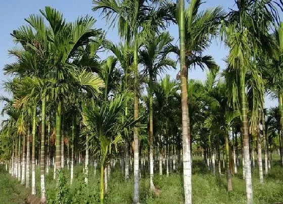 植物种类|榔树是国家保护植物吗