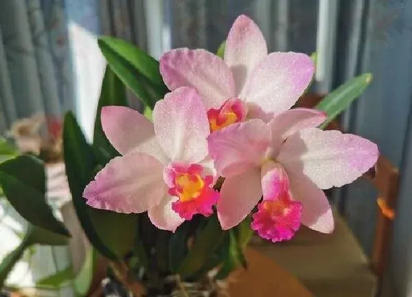 植物移栽|上盆时间与养护方法