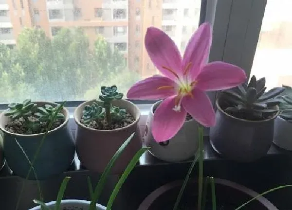 养殖科普|出租房适合养什么花