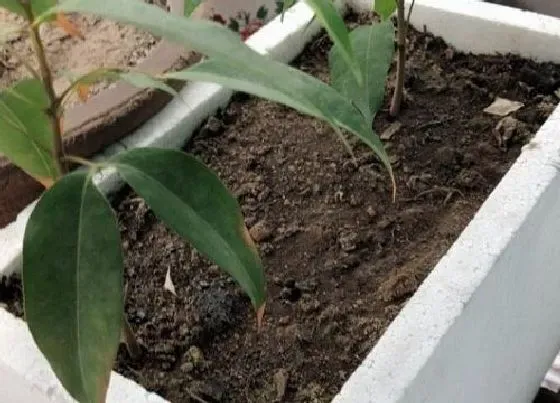 种植土壤|种花营养土怎么配 花卉营养土的配制方法