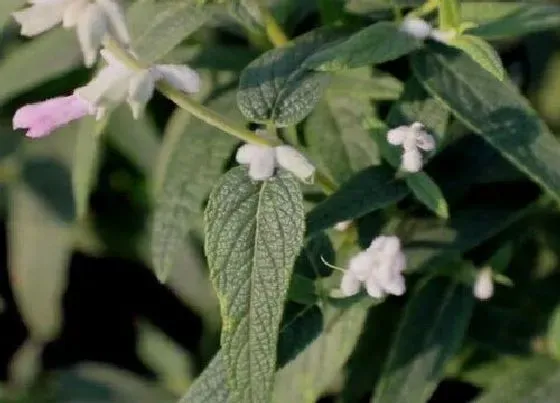 开花时间|鼠尾草一年开几次花