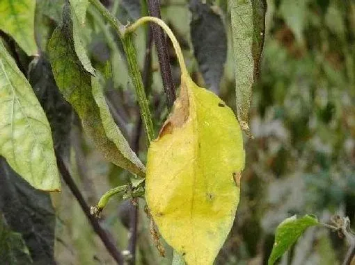 植物虫害|辣椒病虫害防治技术 常见防治方法与措施