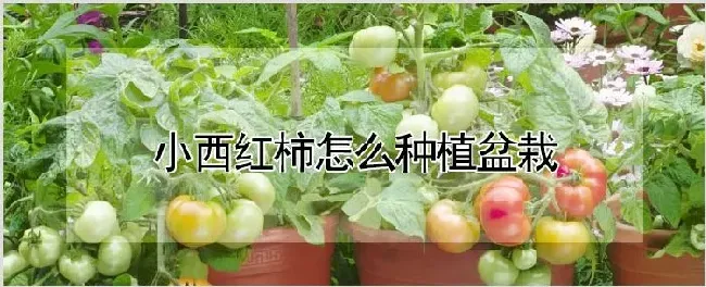 小西红柿怎么种植盆栽 | 农业技术