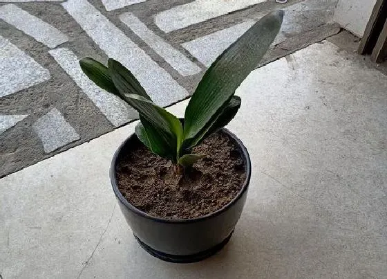 种植土壤|君子兰怎么配土 养殖土配制方法