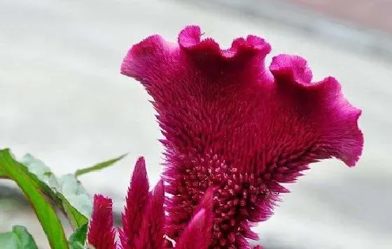 开花时间|鸡冠花一年开几次花 花期月份与时间