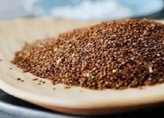 种子|冰粉籽是什么植物的种子