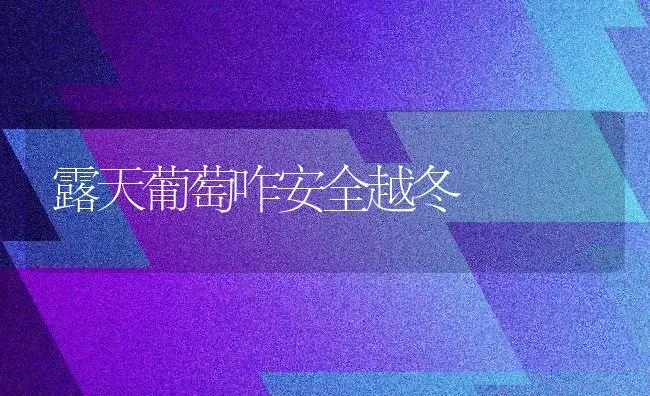 露天葡萄咋安全越冬 | 瓜果种植