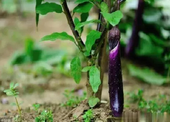 植物文学|茄子的生长过程 观察茄子的生长四个阶段记录