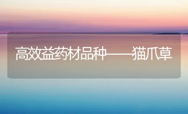 高效益药材品种——猫爪草 | 药材种植