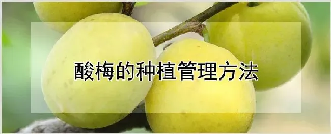 酸梅的种植管理方法 | 农业科普