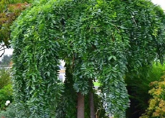 植物寓意|黄金槐的风水寓意和摆放位置