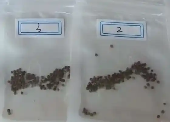 植物百科|长寿花有种子吗 种子长什么样子