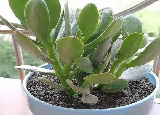种植长叶|玉树不长叶子怎么办