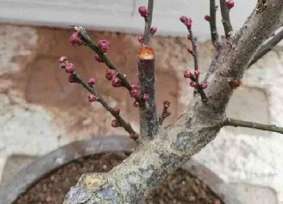 根部|梅花的根是什么样子的