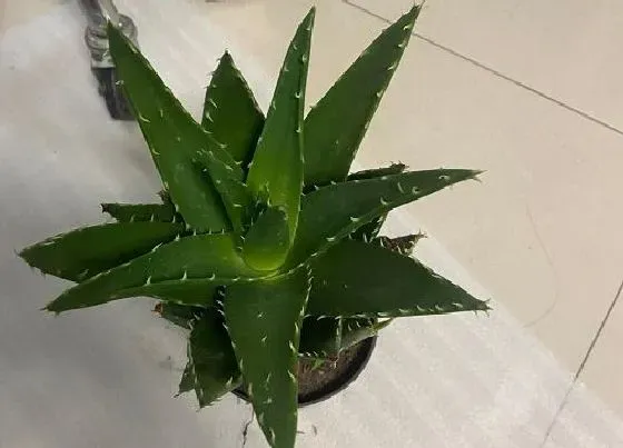 摆放常识|卧室养什么花好