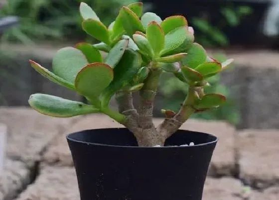 植物寓意|玉树开花预示着什么意思