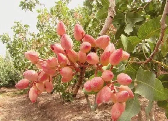 果实成熟|开心果几月份成熟采摘 在几月开花几月结果