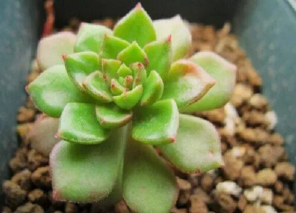 植物扦插|蒂亚可以叶插吗