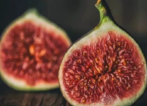 食用科普|无花果能放冰箱吗