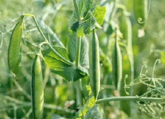 果实成熟|豌豆什么季节成熟上市