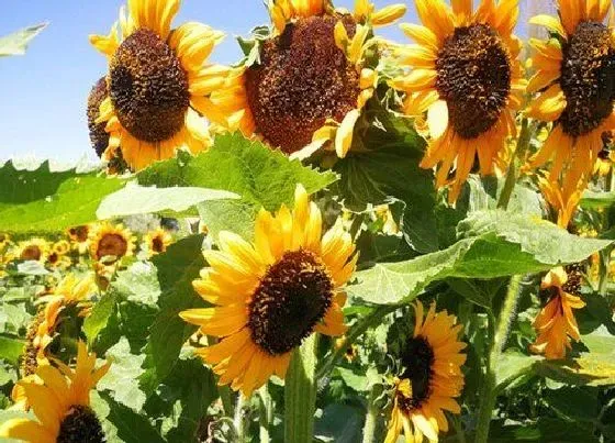 花语|代表暗恋与守护的花 象征暗恋的花都有哪些