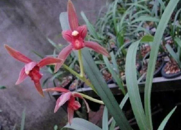 植物移栽|兰花什么时候移栽