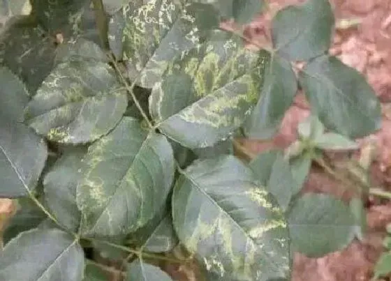植物病害|月季病毒病症状与防治方法