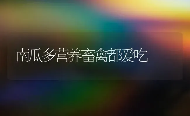 南瓜多营养畜禽都爱吃 | 蔬菜种植