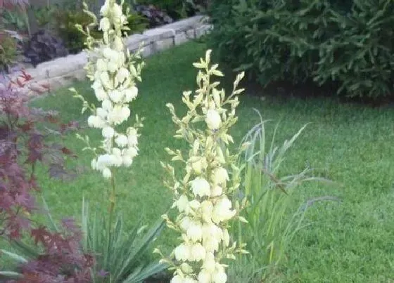 植物百科|龙蛇掌会开花吗 开花是什么兆头