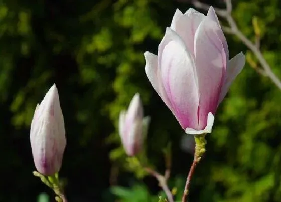 冬天植物|玉兰花怎么过冬天