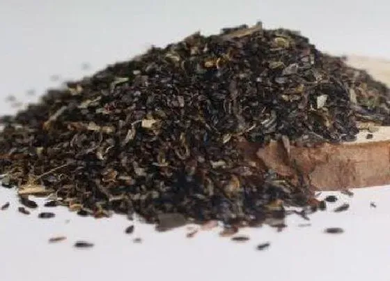 植物播种|桔梗种子什么时候播种最好
