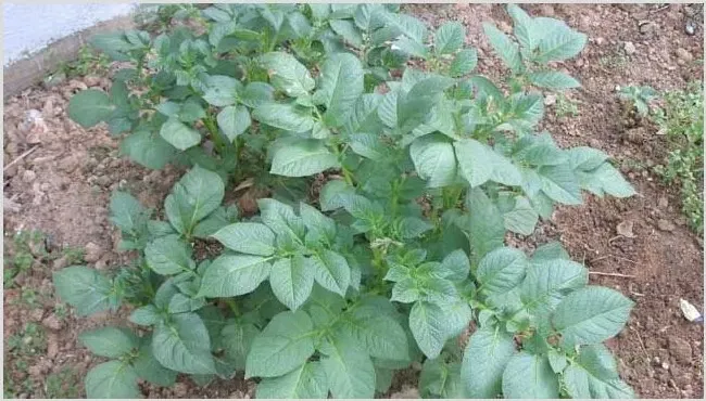 土豆为什么要催芽？催芽的作用是什么 | 农业科普