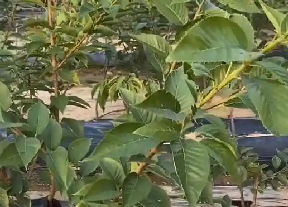 种植管理|车厘子扦插几年结果