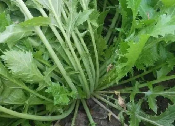 植物百科|芥菜是什么季节的菜
