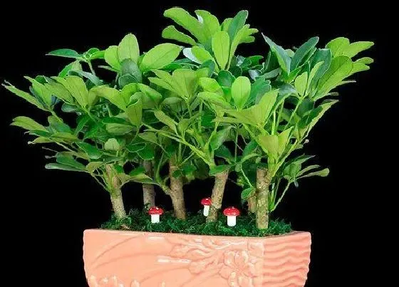 种植土壤|鸭掌木配土方法与种植土壤