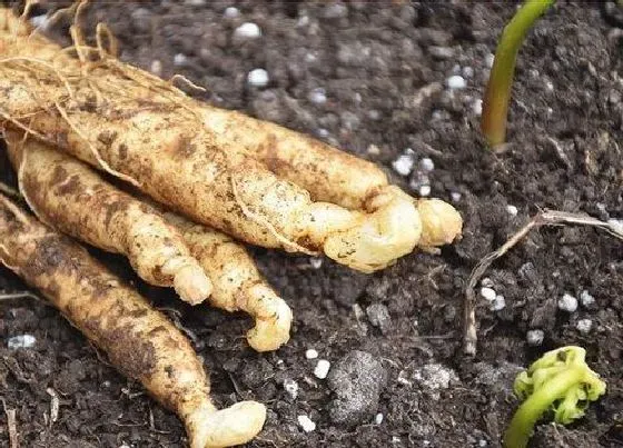 植物育苗|人参种子怎么催芽