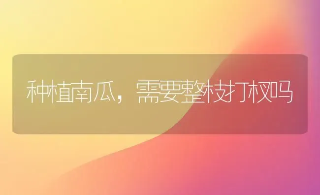 种植南瓜，需要整枝打杈吗 | 植物种植百科